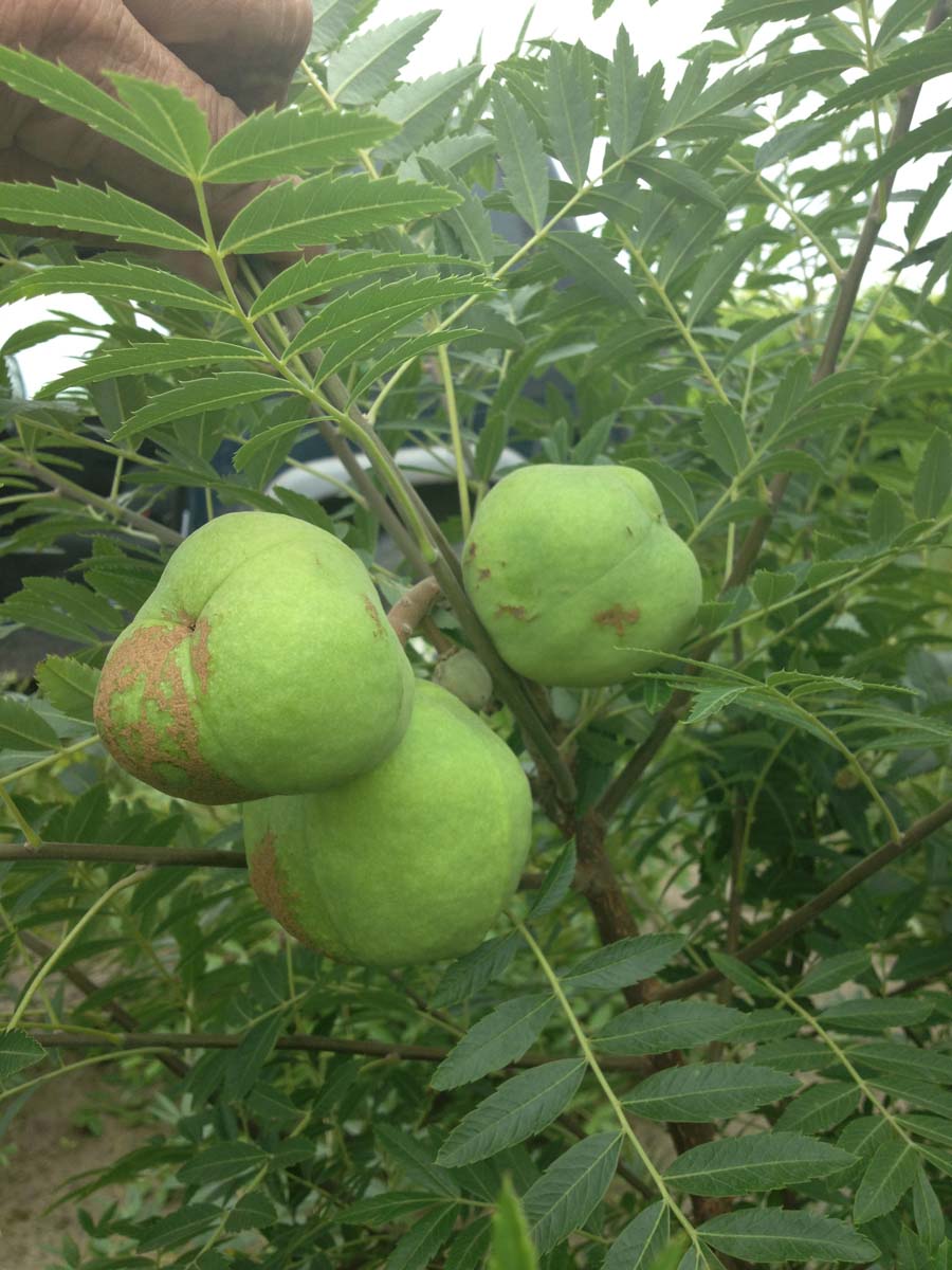 Xanthoceras sorbifolium op stam