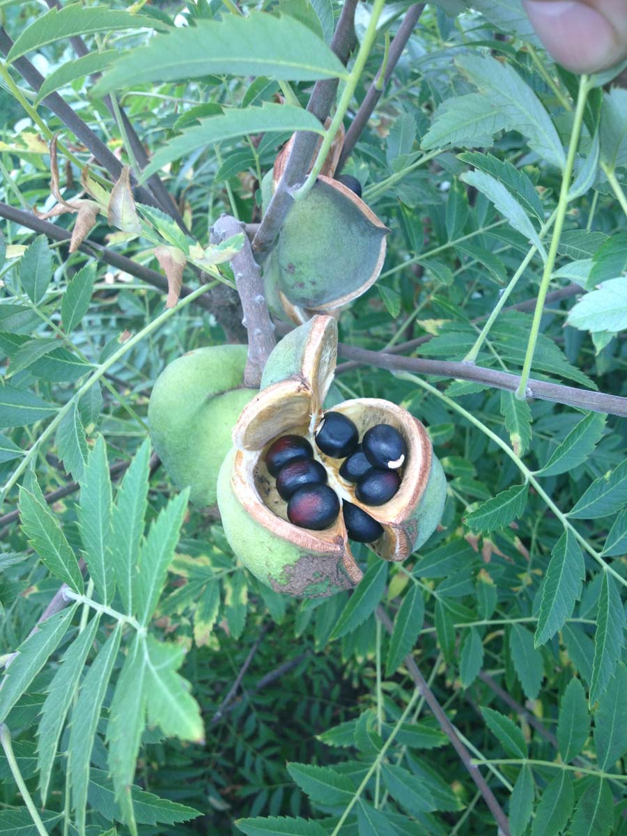 Xanthoceras sorbifolium Tuinplanten