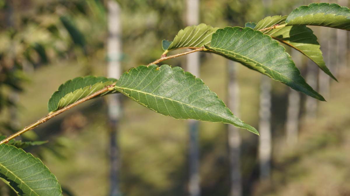 Zelkova serrata 'Flekova' Tuinplanten blad