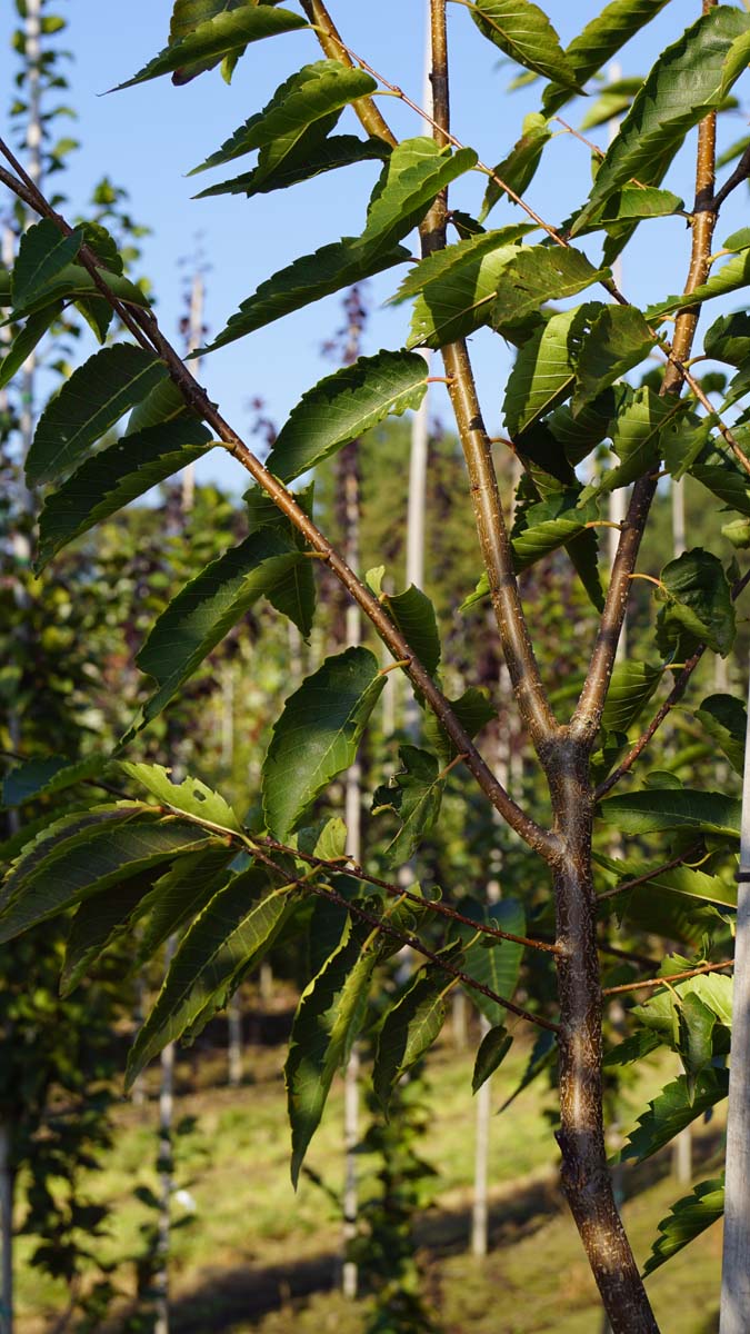 Zelkova serrata 'Flekova' leiboom stam
