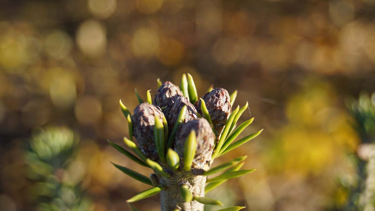 Abies alba 'Pyramidalis' Tuinplanten