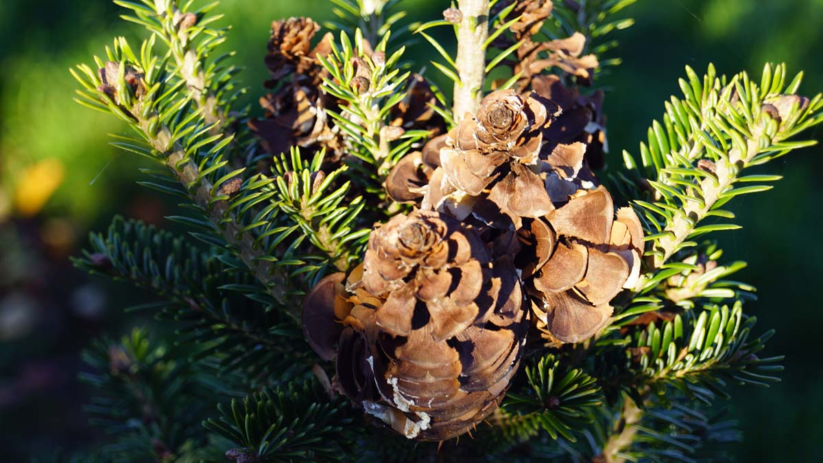 Abies alba 'Pyramidalis' Tuinplanten