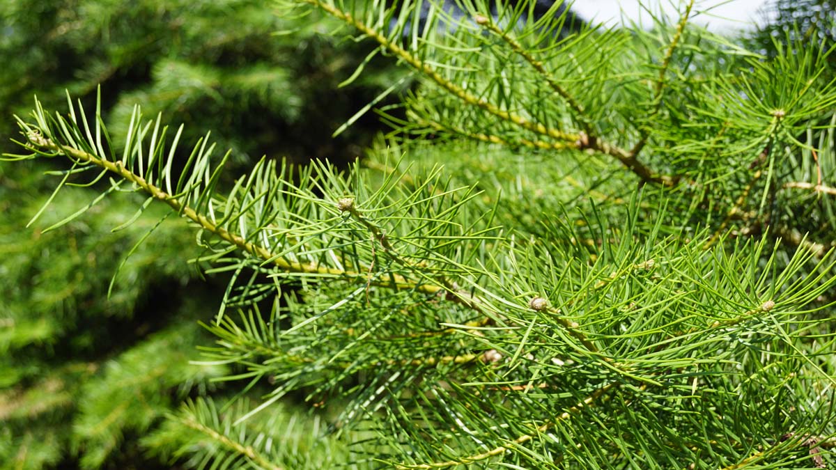 Abies concolor Tuinplanten