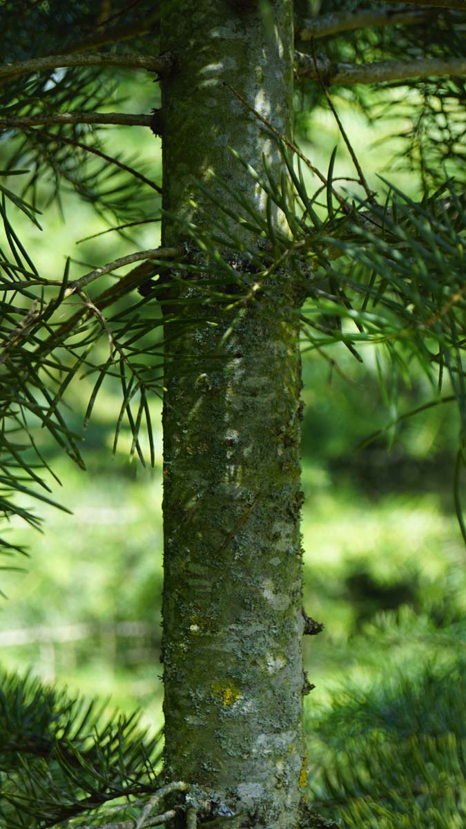Abies concolor Tuinplanten