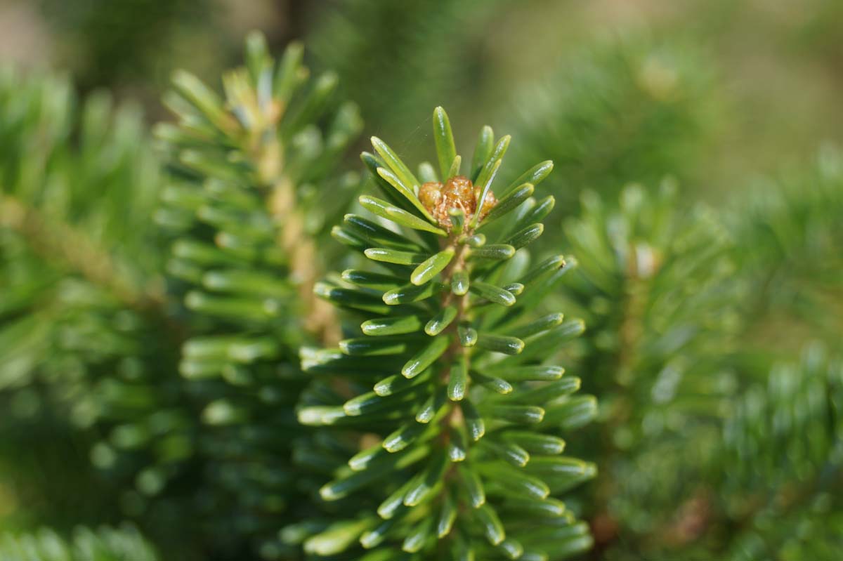 Abies fraseri op stam