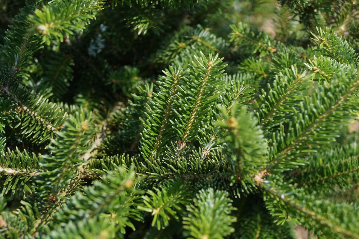 Abies fraseri Tuinplanten