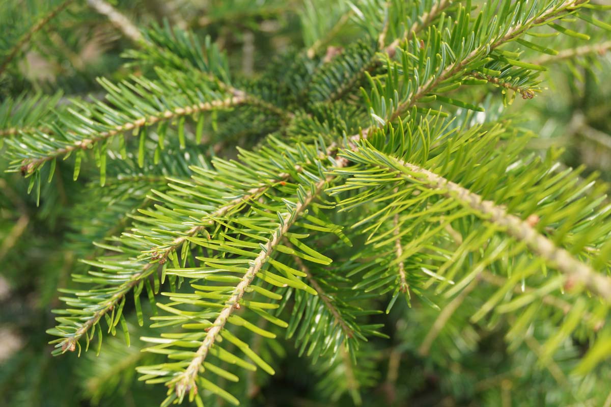 Abies grandis op stam