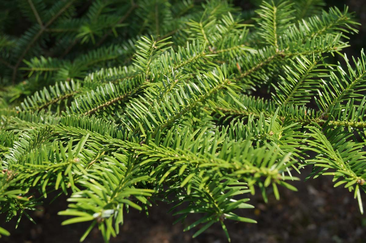 Abies homolepis solitair