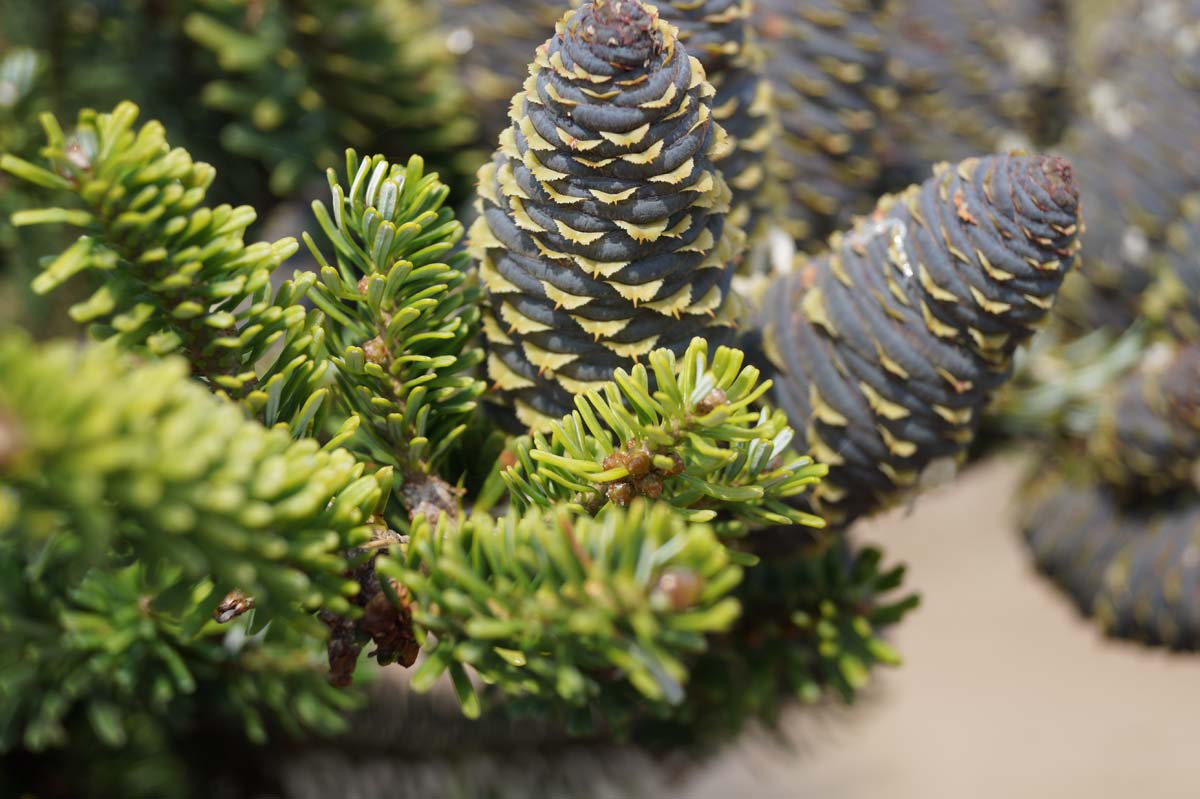 Abies koreana Tuinplanten