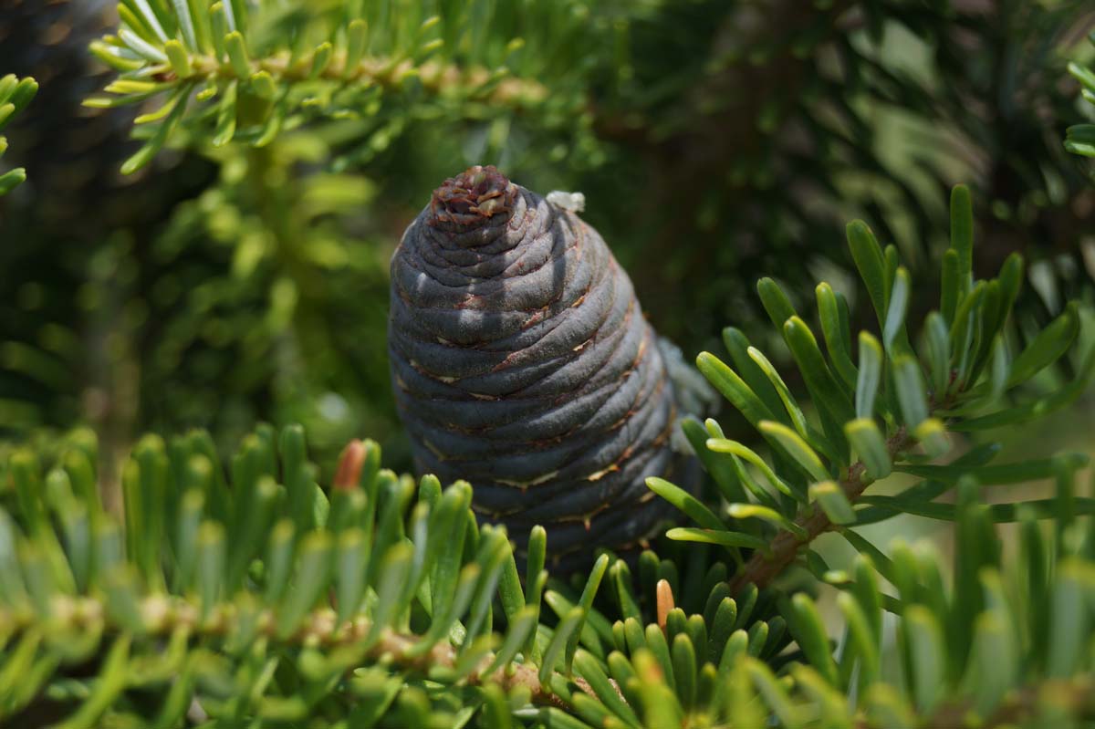 Abies koreana haagplant