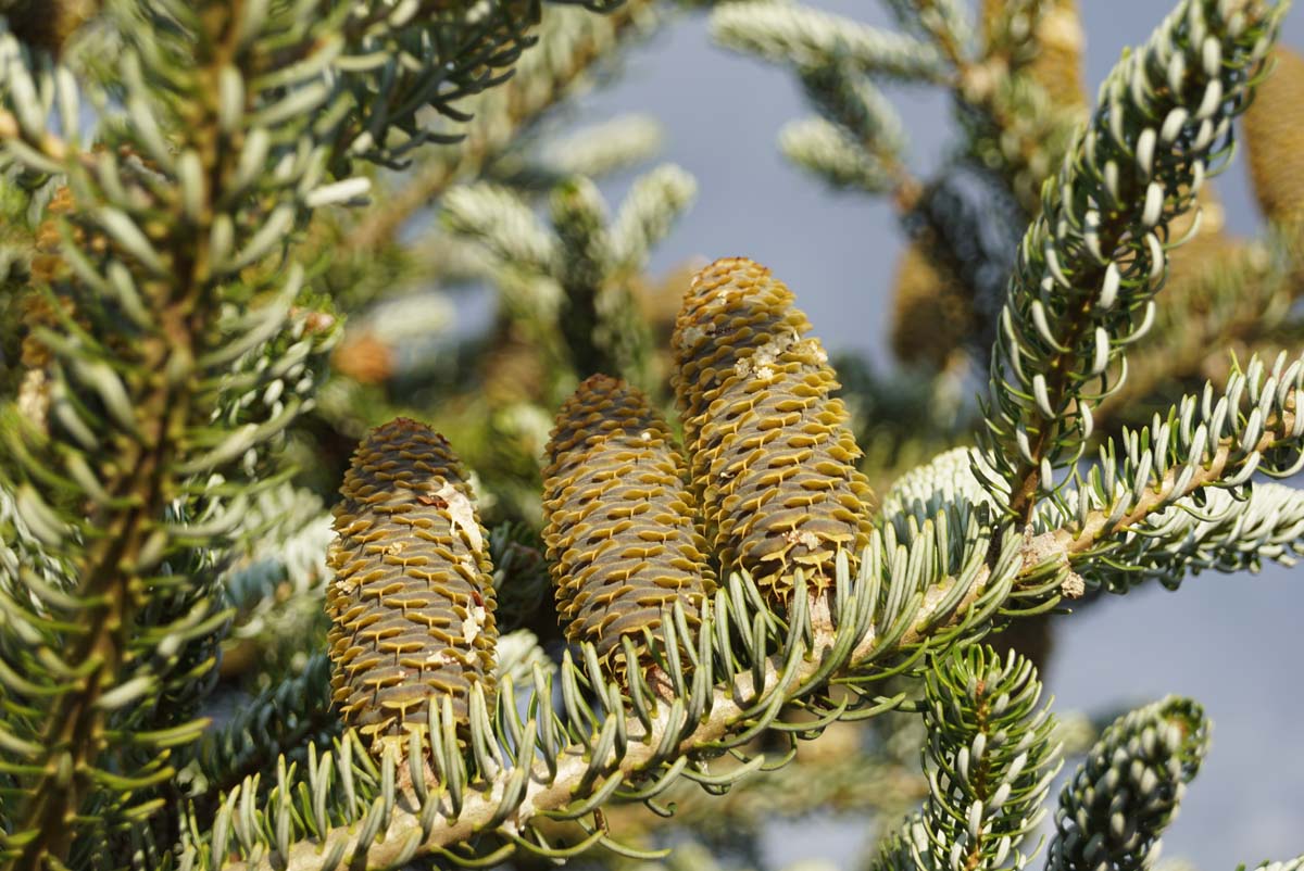 Abies koreana 'Silberlocke'