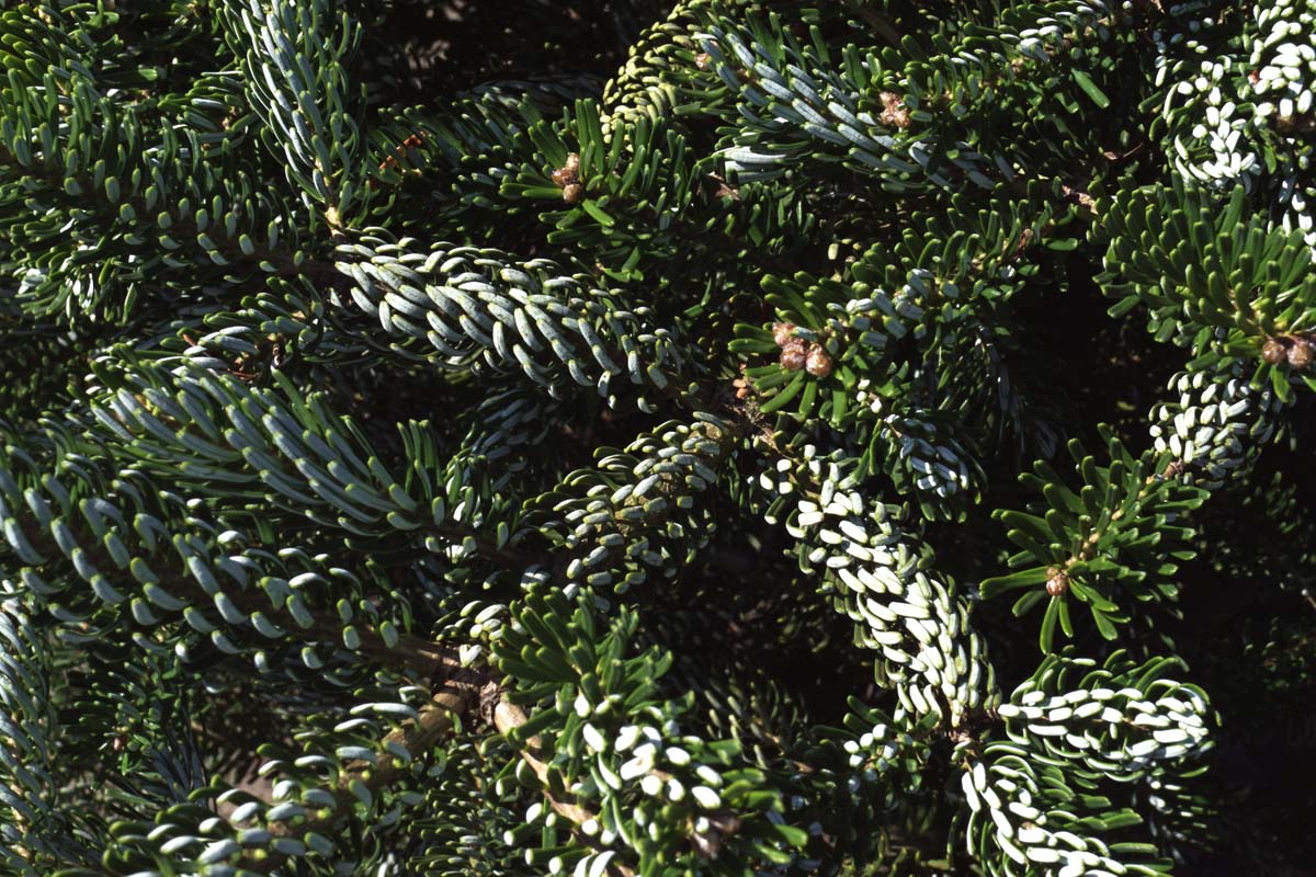 Abies koreana 'Silberlocke'