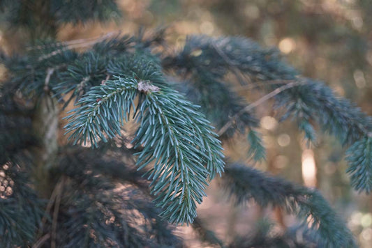 Abies lasiocarpa Tuinplanten