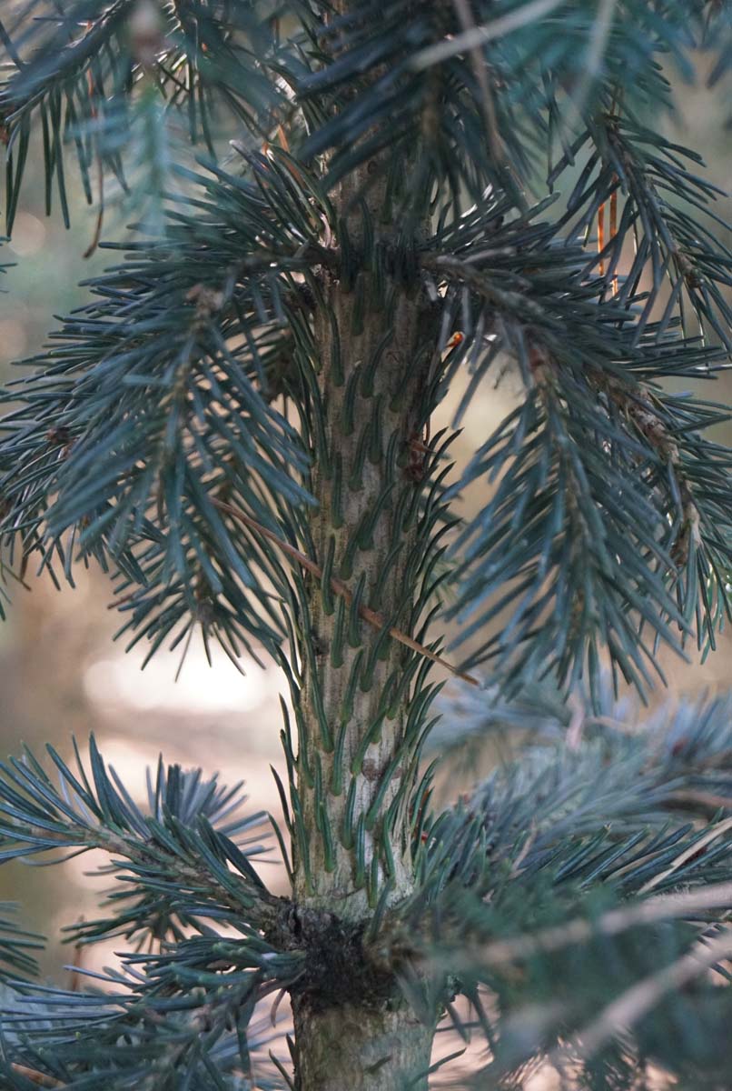 Abies lasiocarpa Tuinplanten