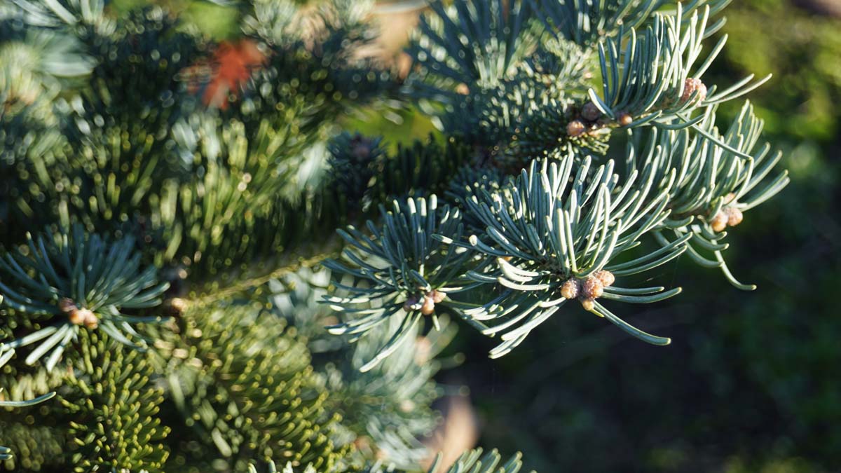 Abies lasiocarpa 'Argentea' Tuinplanten