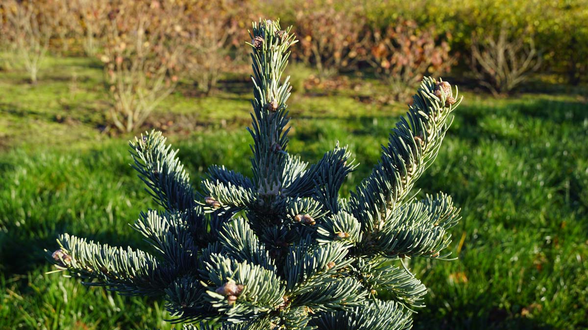 Abies lasiocarpa 'Argentea' Tuinplanten