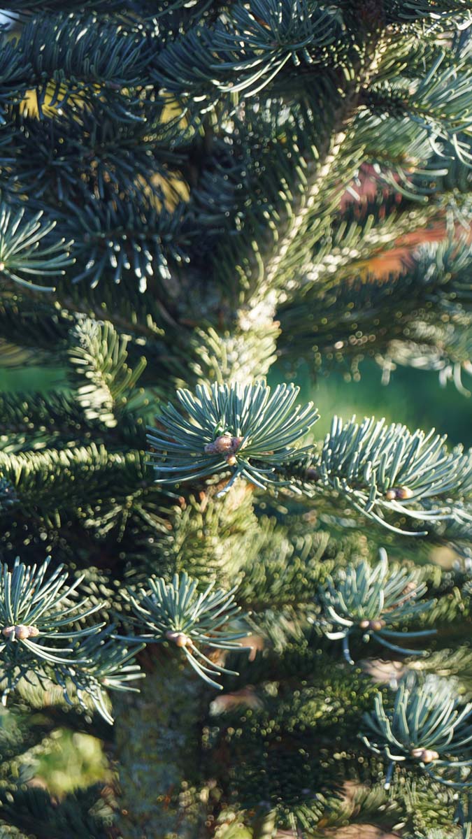 Abies lasiocarpa 'Argentea' Tuinplanten