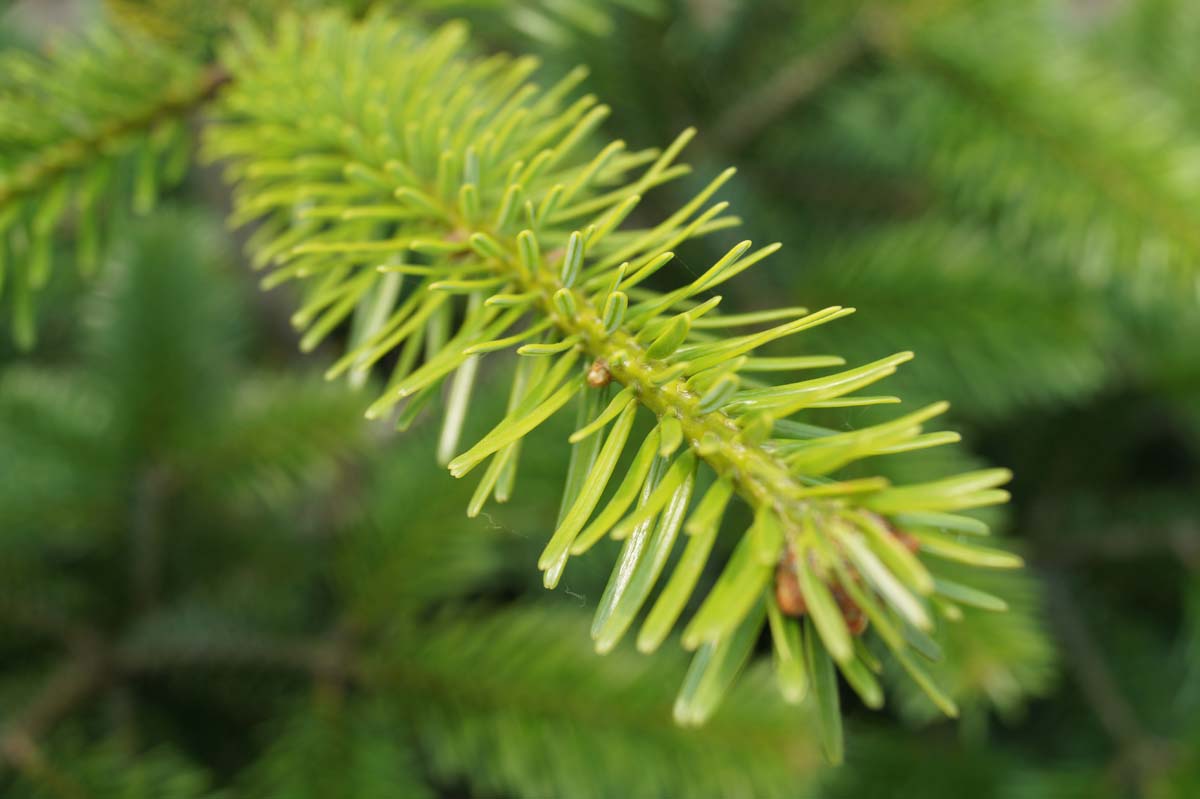 Abies nordmanniana solitair
