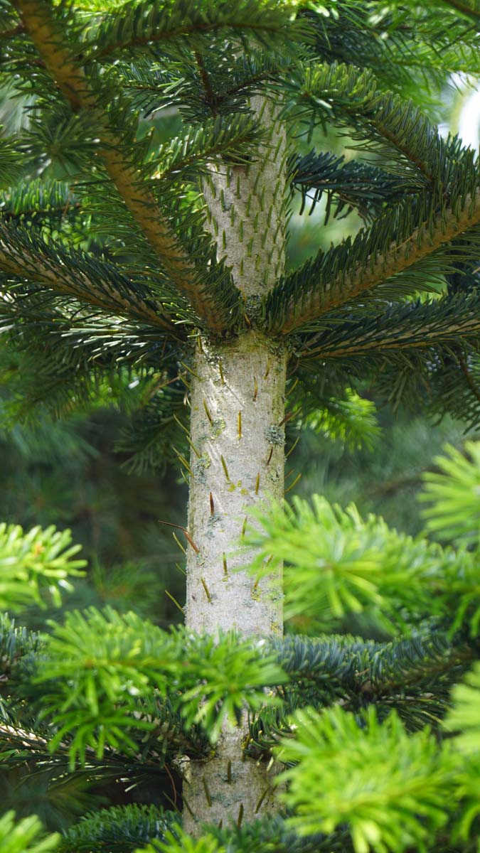 Abies nordmanniana meerstammig / struik