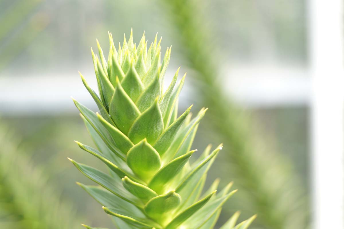 Araucaria araucana Tuinplanten blad