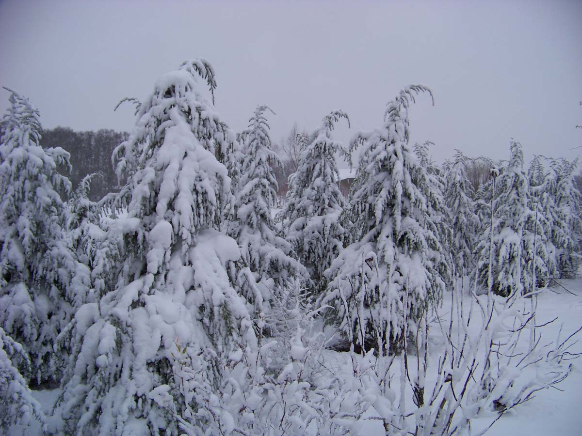 Cedrus deodara Tuinplanten