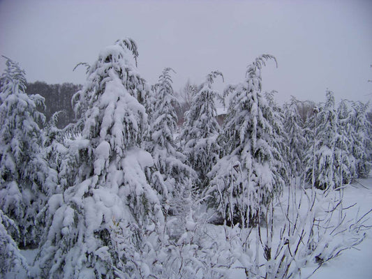 Cedrus deodara Tuinplanten