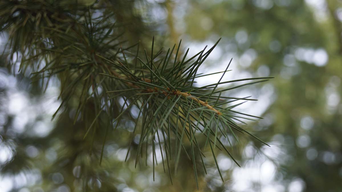 Cedrus deodara solitair