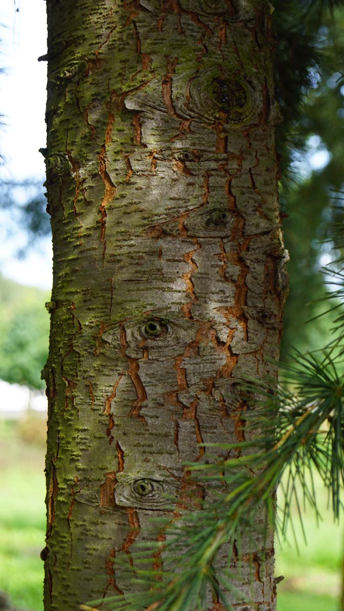 Cedrus deodara solitair