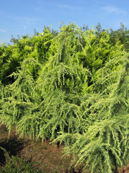 Cedrus deodara 'Aurea' meerstammig / struik