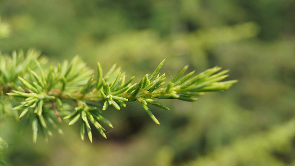 Cedrus libani Tuinplanten twijg