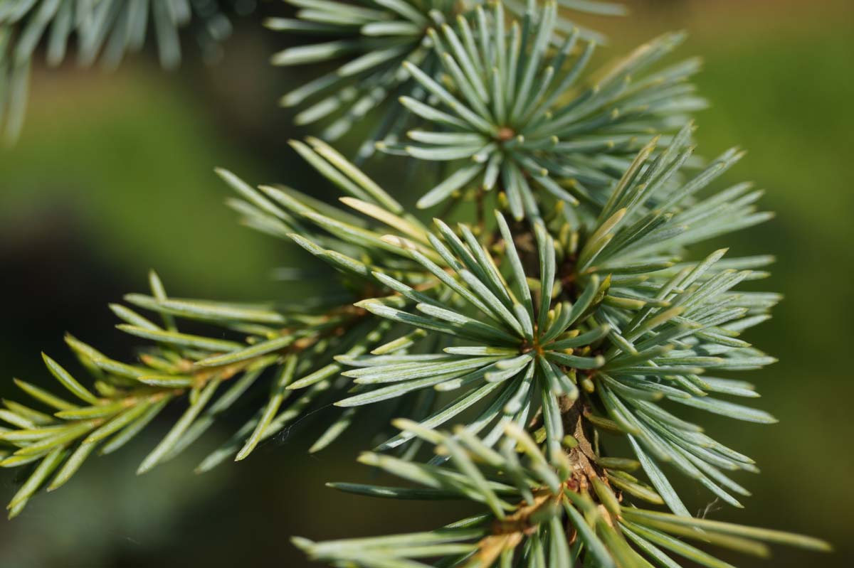 Cedrus atlantica 'Aurea' Tuinplanten