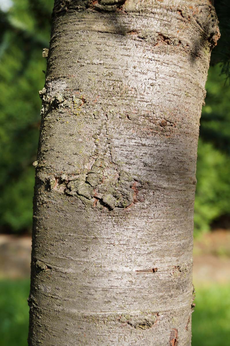 Cedrus atlantica 'Aurea' Tuinplanten