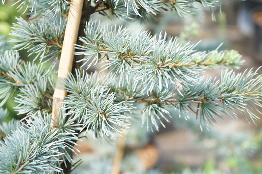 Cedrus libani 'Glauca' op stam