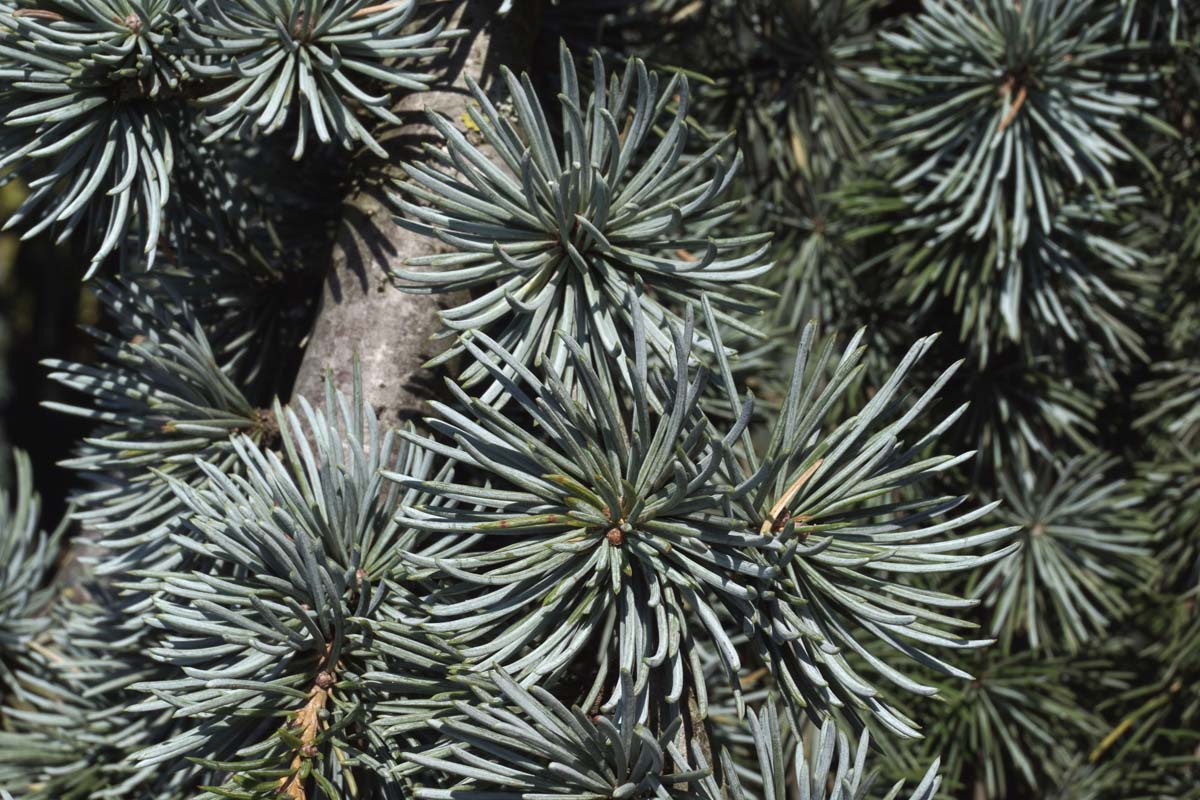 Cedrus atlantica 'Glauca Pendula' op stam