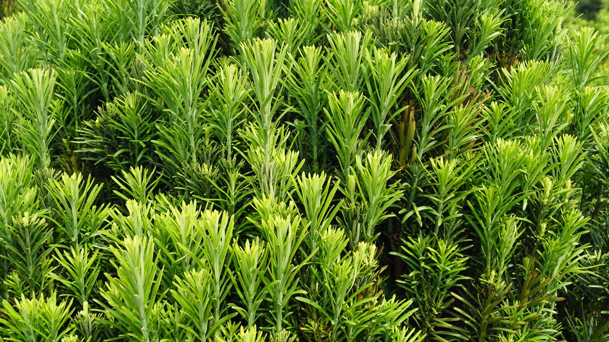 Cephalotaxus harringtonii 'Fastigiata' Tuinplanten