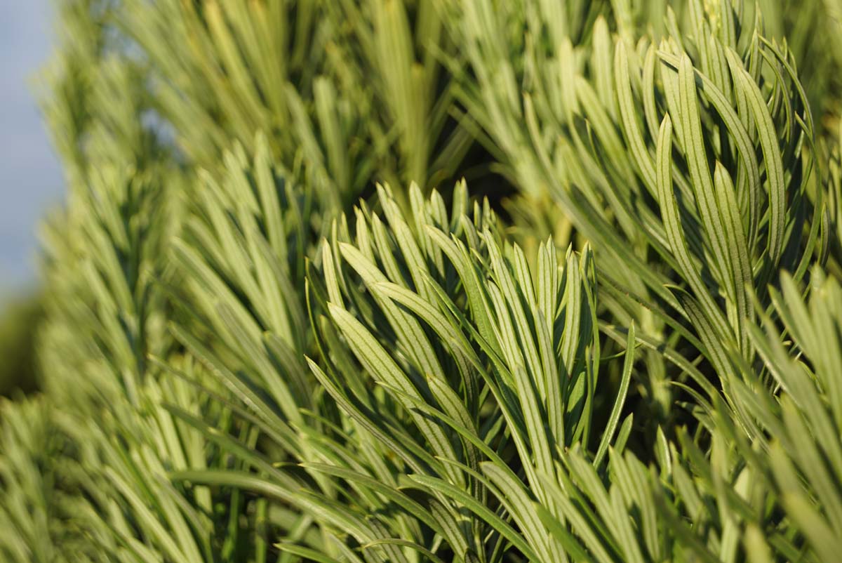 Cephalotaxus harringtonii 'Fastigiata' Tuinplanten