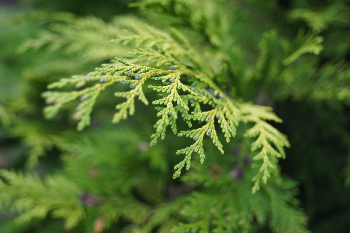 Chamaecyparis lawsoniana 'Ivonne' haagplant naald