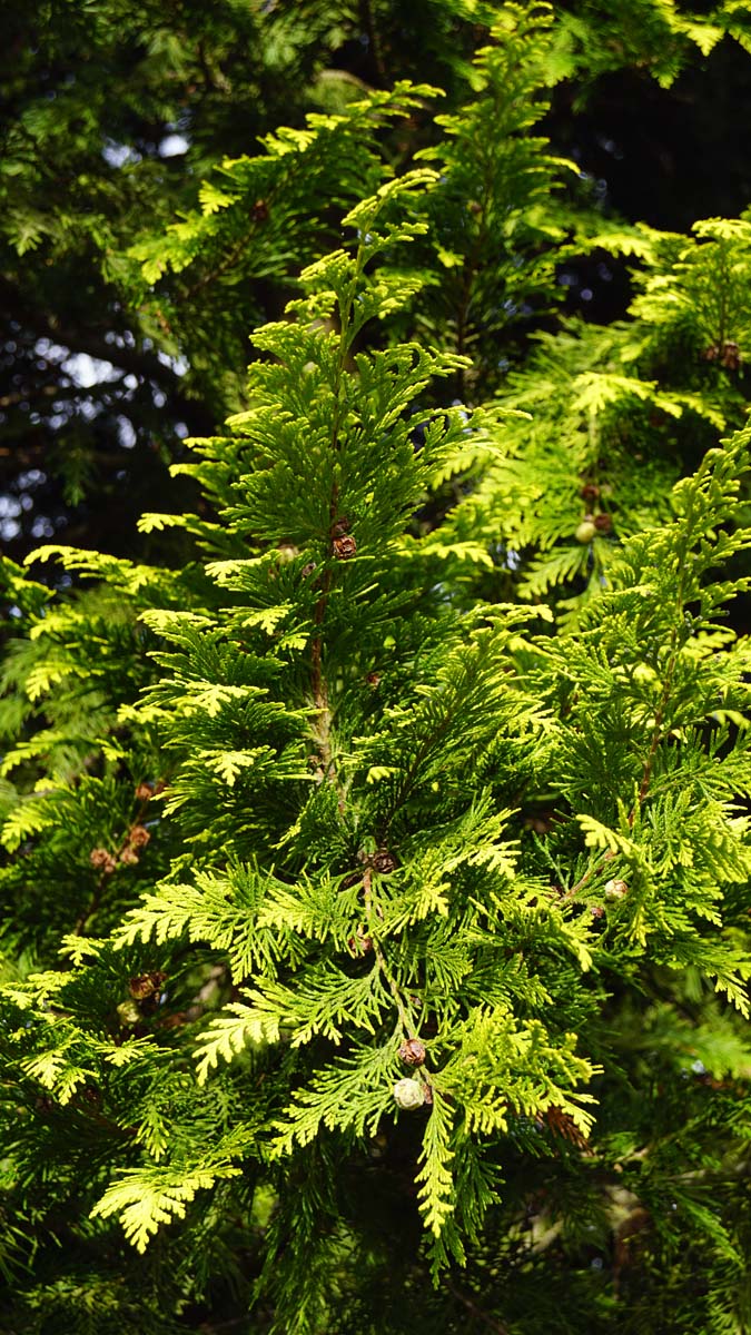 Chamaecyparis lawsoniana 'Ivonne' haagplant naald