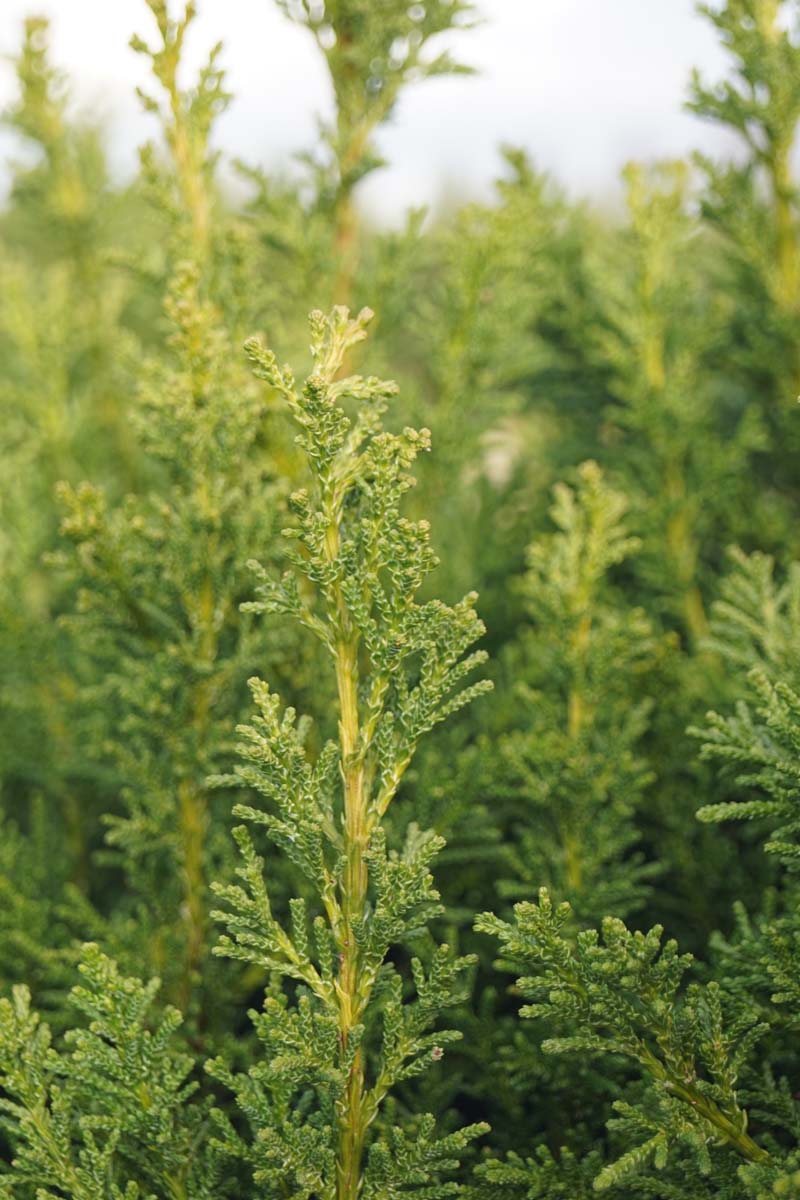 Chamaecyparis obtusa 'Drath' Tuinplanten