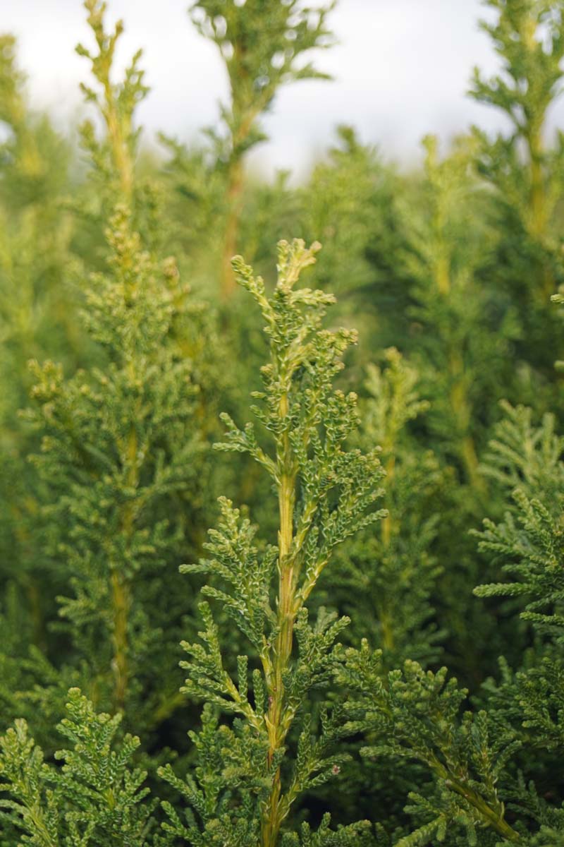 Chamaecyparis obtusa 'Drath' Tuinplanten