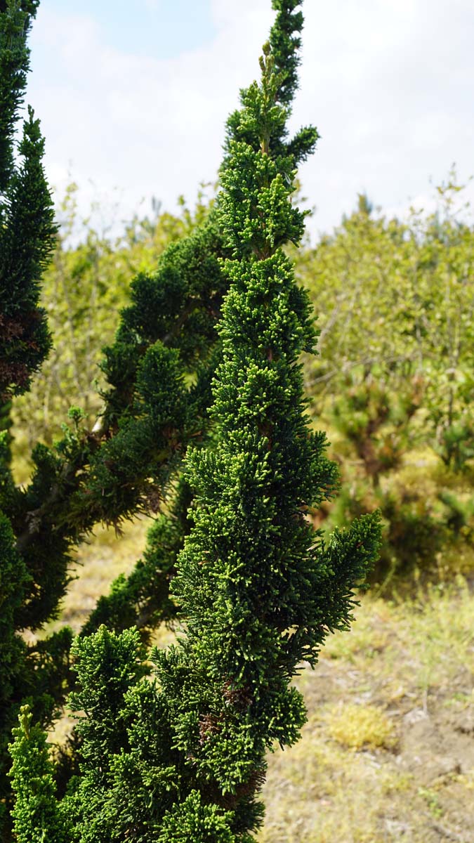 Chamaecyparis lawsoniana 'Wissel's Saguaro' Tuinplanten