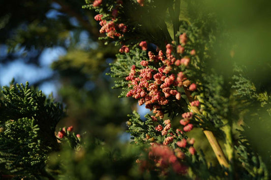 Chamaecyparis lawsoniana 'Wisselii' Tuinplanten