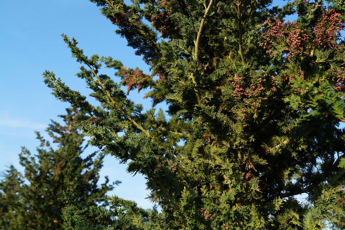 Chamaecyparis lawsoniana 'Wisselii' Tuinplanten