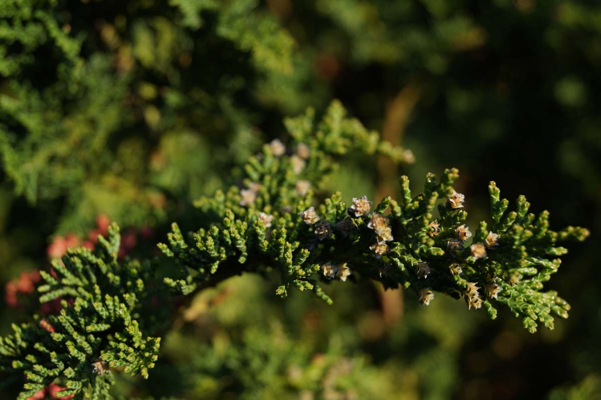 Chamaecyparis lawsoniana 'Wisselii' Tuinplanten