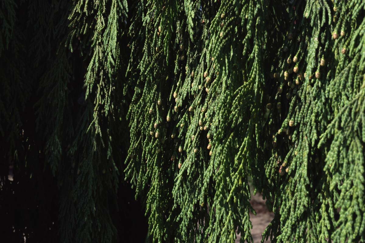 Chamaecyparis nootkatensis 'Pendula' Tuinplanten