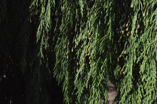Chamaecyparis nootkatensis 'Pendula' Tuinplanten