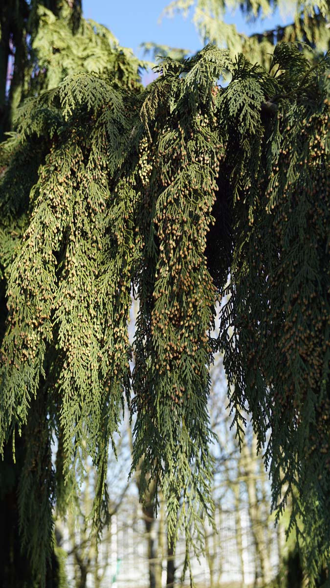 Chamaecyparis nootkatensis 'Pendula' Tuinplanten