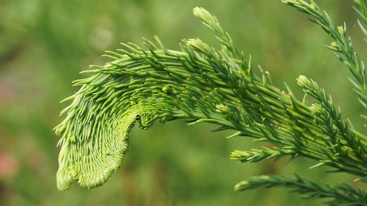 Cryptomeria japonica 'Cristata' op stam naald