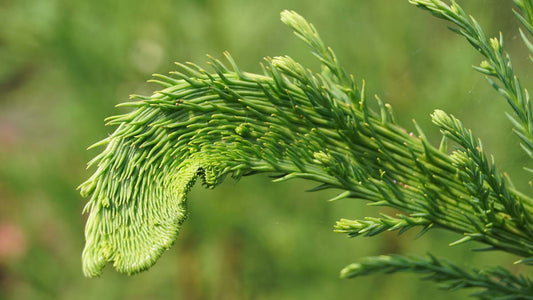 Cryptomeria japonica 'Cristata' op stam naald