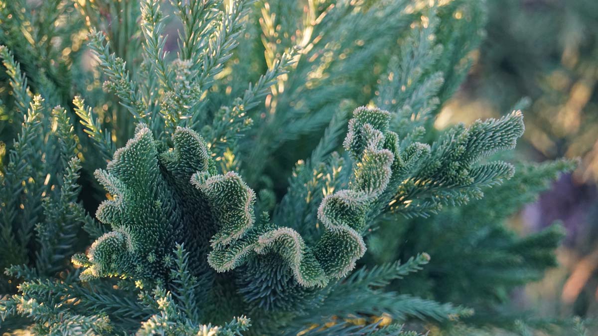 Cryptomeria japonica 'Cristata' op stam twijg